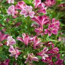 Alstroemeria Aurantiaca Devotion Peruvian Lily 20 Seeds Fresh Seeds