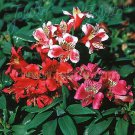 Alstroemeria Dandy Candy Peruvian Lily Flower 10 Seeds Fresh Seeds