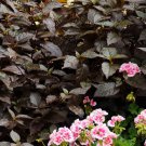 Alternanthera Purple Knight Flower 20 Seeds Fresh Seeds