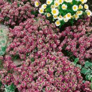 Alyssum Lobularia Rosie Oday Ground Cover Plant Flower 5000 Seeds Fresh Seeds