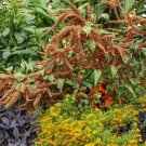 Amaranthus Amaranthus Hot Biscuits Flower 2000 Seeds Fresh Seeds