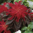 Amaranthus Amaranthus Bicolor Molten Fire Flower 10000 Seeds Fresh Seeds