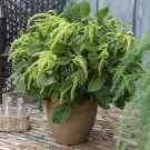 Amaranthus Amaranthus Caudatus Green Flower 10000 Seeds Fresh Seeds
