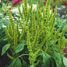 Amaranthus Amaranthus Hypochondriacus Green Thumb Flower 10000 Seeds Fresh Seeds