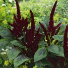 Amaranthus Amaranthus Hypochondriacus Pygmy Torch Flower 10000 Seeds Fresh Seeds