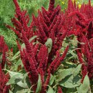 Amaranthus Amaranthus Hypochondriacus Pygmy Torch Flower 5000 Seeds Fresh Seeds