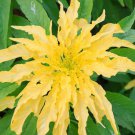 Amaranthus Tricolor Yellow Garden Flower Plant 5000 Seeds Fresh Seeds