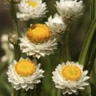 Ammobium Alatum Winged Everlasting Flower 5000 Seeds Fresh Seeds