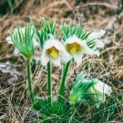 Anemone White Pasque Flower 1000 Seeds Fresh Seeds