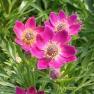 Anemone Anemone Multifida Rubra Flower 100 Seeds Fresh Seeds