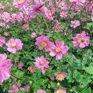 Anemone Japonica Flower 100 Seeds Fresh Seeds