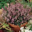 Angelonia Angustifolia Serenita Lavender Pink Garden Flower 15 Seeds Fresh Seeds