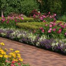 Angelonia Angelonia Waterfall Mix 15 Seeds Fresh Seeds