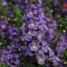 Angelonia Serena Blue Angelonia Flower 30 Seeds Fresh Seeds
