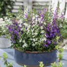Angelonia Serena Angelonia Serena Flower Mix 20 Seeds Fresh Seeds