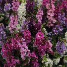 Angelonia Serenita Garden Flower Plant Mix 30 Seeds Fresh Seeds