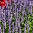Anise Hyssop Blue Spike Herb Garden Plant 500 Seeds Fresh Seeds