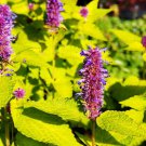 Anise Hyssop Golden Jubilee Herb Garden Plant 100 Seeds Fresh Seeds
