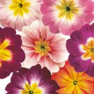 Annual Common Primrose Bicolor Mix Garden Flower 50 Seeds Fresh Seeds
