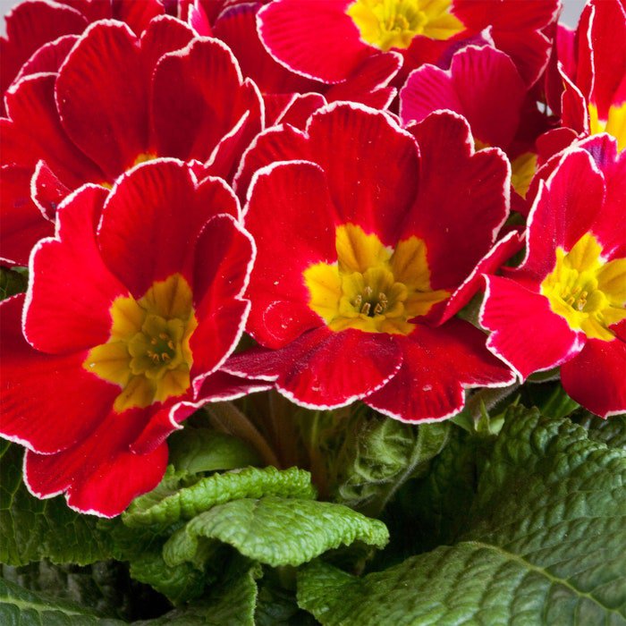 Annual Common Primrose Cherry Edge Garden Plant Flower 50 Seeds Fresh Seeds