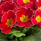 Annual Common Primrose Cherry Edge Garden Plant Flower 50 Seeds Fresh Seeds