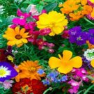 Annual Dwarf Balcony WildFlower 10000 Seeds Fresh Seeds
