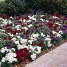Annual Phlox Drummondii 21St Century Patriot Mix Flower 50 Seeds Fresh Seeds