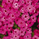 Annual Phlox Drummondii 21St Century Pink Flower 50 Seeds Fresh Seeds