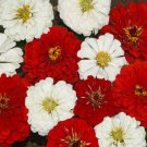 Annual Zinnia Red White Stop Sign Flower Mixture 2000 Seeds Fresh Seeds