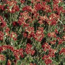 Antennaria Antennaria Dioica Rubra Ground Cover 2000 Seeds Fresh Seeds