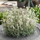 Antennaria Antennaria Dioica Ground Cover 2000 Seeds Fresh Seeds