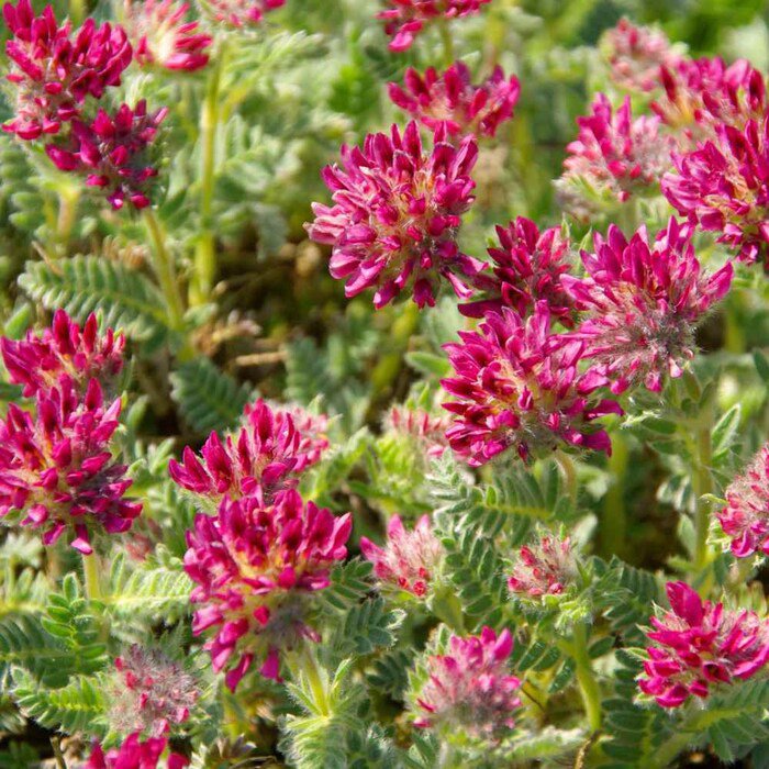 Anthyllis Anthyllis Vulneraria Coccinea Red Carpet Ground Cover 100 Seeds Fresh Seeds