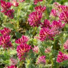 Anthyllis Anthyllis Vulneraria Coccinea Red Carpet Ground Cover 100 Seeds Fresh Seeds
