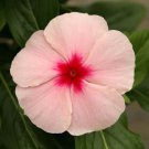 Apricot Flowered Periwinkle Ground Cover Vinca 100 Seeds Fresh Seeds