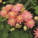 Aquilegia Columbine Salmon Rose Garden Flower Plant 20 Seeds Fresh Seeds