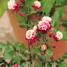Aquilegia Vulgaris Winky Double Red White Garden Flower Plant 20 Seeds Fresh Seeds