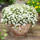 Arenaria Montana Perennial Ground Cover Plant 2000 Seeds Fresh Seeds