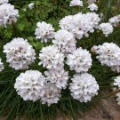Armeria Maritima Alba Drought Resistant Garden Flower Plant 200 Seeds Fresh Seeds