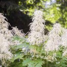 Aruncus Noble Spirits Flower Dwarf Goats Beard 500 Seeds Fresh Seeds