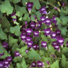 Asarina Climbing Snapdragon Flower 200 Seeds Fresh Seeds