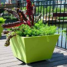Asparagus Fern Garden Flower Plant 100 Seeds Fresh Seeds