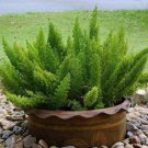 Asparagus Fern Meyeri Asparagus Foxtail Flower 10 Seeds Fresh Seeds