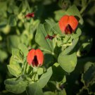 Asparagus Pea Tetragonolobus Asparagus Pea Flower 100 Seeds Fresh Seeds