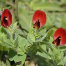 Asparagus Pea Tetragonolobus Asparagus Pea Flower 200 Seeds Fresh Seeds