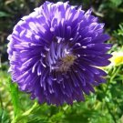 Aster Aster Callistephus Dark Blue Flower 1000 Seeds Fresh Seeds