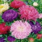 Aster Aster Callistephus Gremlin Flower Mix 2000 Seeds Fresh Seeds