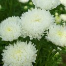 Aster Aster Callistephus Paeony White Double Flower 2000 Seeds Fresh Seeds