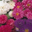 Aster Callistephus Chinensis Flower 1000 Seeds Fresh Seeds