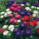 Aster Callistephus Dwarf Milady Deep Blue Flower 1000 Seeds Fresh Seeds