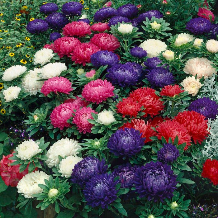 Aster Callistephus Dwarf Milady Deep Blue Flower 2000 Seeds Fresh Seeds